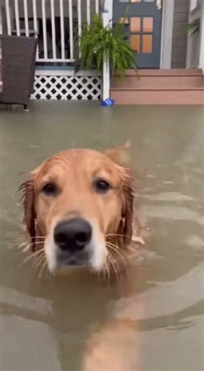 Golden Retriever Hero Saves Baby Squirrel in Orlando Floods