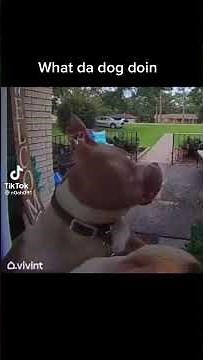 Dog sniff camera