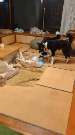 Sun'sこもろシェルター | 今日はカレリアンベアドッグのスシャナがお泊まりに来ています😊 ホテルのゲストワンなのですが犬種の特性もあり、母屋で過ごしています。サンとは血がつながっています。 大型犬2頭はなかなかの迫力ですね😅 スシャナ、楽しく過ごそうね！... | Instagram