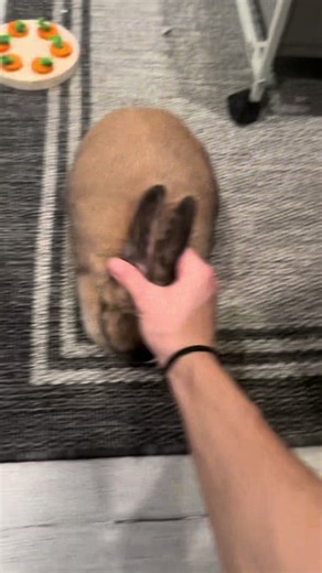 Funny Bunny Scream Compilation