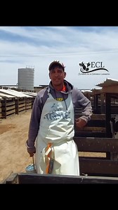 Así descornamos nuestras becerras (pasta para descornar) Establos De La Comarca Lagunera #descornando | Establos De La Comarca Lagunera