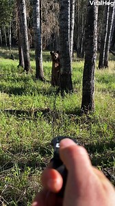 9.2M views · 29K reactions | Don't forget your bear spray when venturing into the wilderness this summer 量 #ViralHog #Adventure #Bears | ViralHog | Facebook