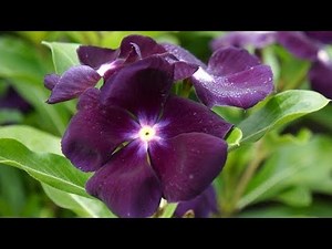 FLOR DE VINCA NA COR MAIS LINDA QUE JÁ VI E PLANTEI