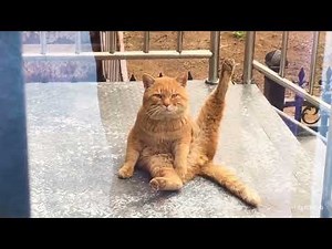 Funny Pets Compilation – You Won’t Stop Laughing! 😂 #16