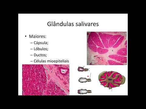 Descrição Histológica Glândulas Salivares, Fígado e Pâncreas