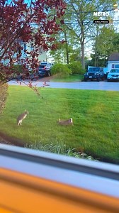 Absolute scenes going on in the front garden 🐇 | Metro