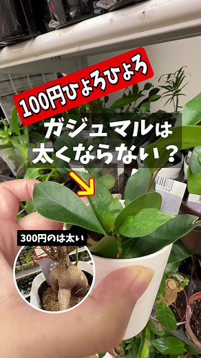 ガジュマルを育てる！ダイソーの100円挿し木