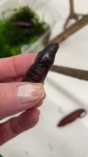 Hornworm pupae getting ripe #nature #insect #transformation #metamorphosis #bugsdoingthings #moth #caterpillar