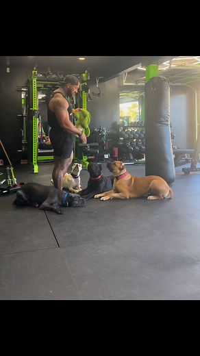 12K views · 16 reactions | Solo training builds skills. Pack training builds stability. Don’t just train them alone—teach them to move as a unit. #PackTraining #CaneCorsoCommunity #DogsWithAttitude | Rico Bohnstedt | Facebook