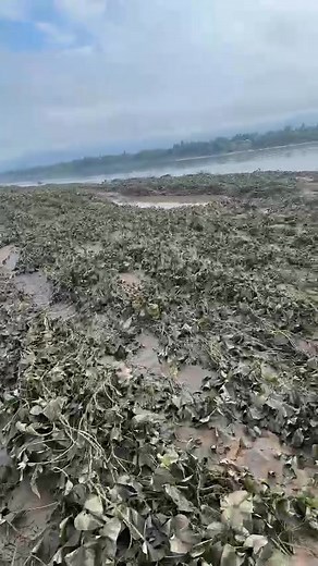 Luosi Trân on Reels