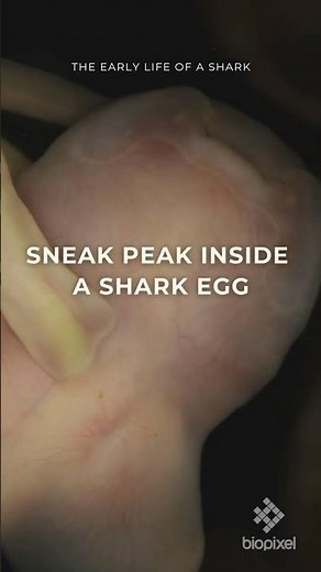 A Glimpse Inside a Shark Egg #SharkConservation #LeopardShark #zebrashark
