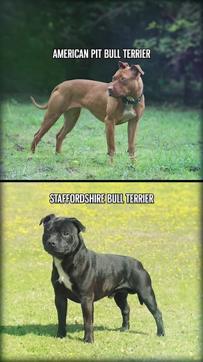 Comparing American Pit Bull Terrier and Staffordshire Bull Terrier Traits | The Bully View