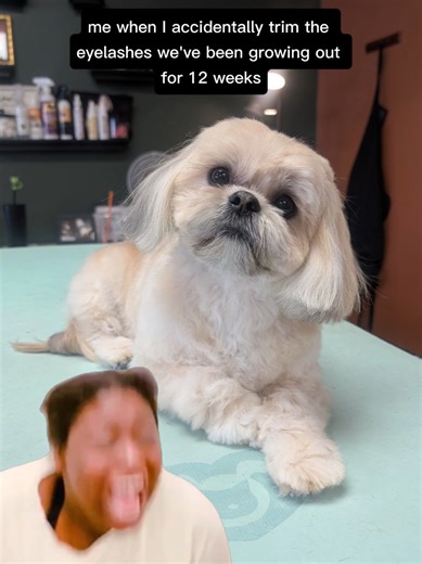 Essential Tips for Grooming Your Shih Tzu
