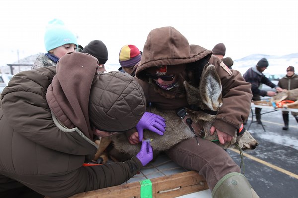 DWR assesses over 1,400 big game animals to improve habitat conservation