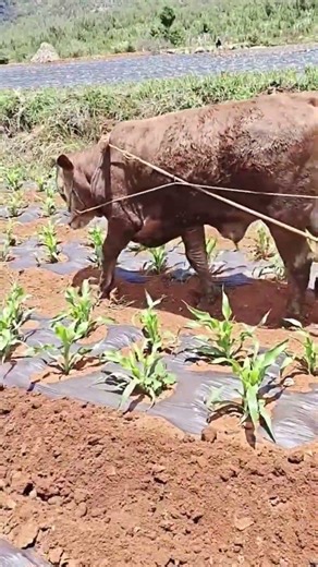 Modern Farming & Field Process #agriculture