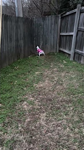 Princess throws a tantrum