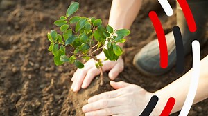 BBC Audio | The Documentary Podcast | Tree planting and climate change