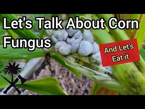 Corn Smut: What Is It and How Can I Use It, Huitlacoche