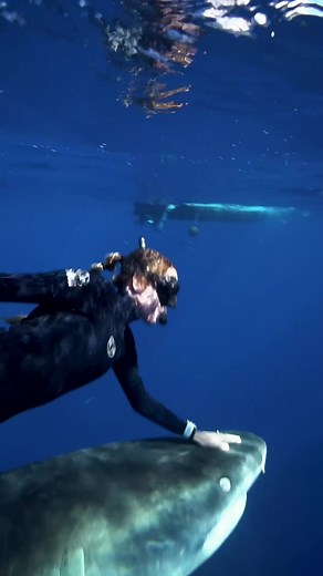 Tiger Shark Encounter in Hawaii with Jacob & Co. Watches
