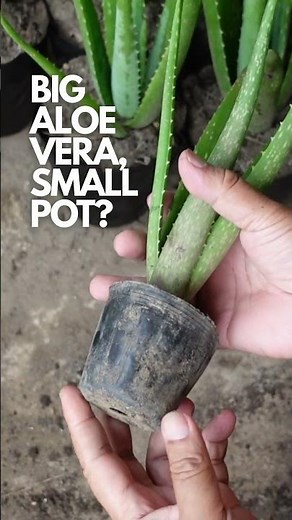 Pot Size for Aloe vera
