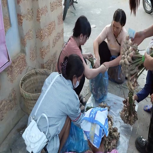 Harvesting ginger to sell. #harvesting #bushcraft #building #farmlife #outdoorlife #cabinlife #forest #vegetables | Kayden Valencia