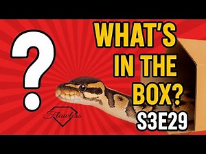 RARE Ball Python Morphs You’ve NEVER Seen Before! Season 3 Ep 29