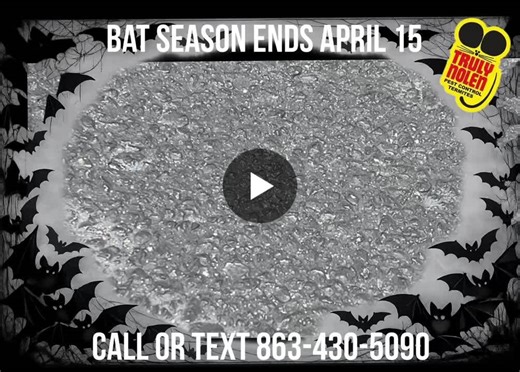 Florida s bat maternity season, when it is illegal to remove or exclude bats from buildings, runs from April 16 to Aug. 14. This protects flightless pups, as they cannot leave their roosts. The last… | James Brownlee