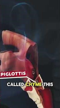 How Does Your Body Turns Food Into Poop