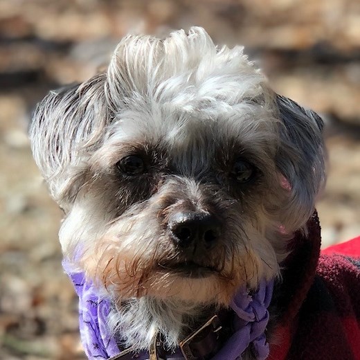 About  | Abby the Pup - Free Preschool Learning Resources