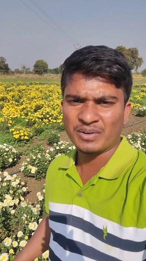 Chrysanthemum Farming | Chamanthi Farming | Shiva Agri Clinic #chrysanthemumfarming #chrysanthemum #chrysanthemumplant care,chrysanthemum cultivation, #chrysanthemumflower #farming #beautufulflowers #colourfullflowers #flowerplants #chrysanthemumfromcutting chrysanthemum flower farming,propagation of chrysanthemum, #howtocultivationchrysanthemum #chamanthi farming,chrysanthemums,grow chrysanthemum,variety of chrysanthemum,chrysanthemum flower growing tips,how to grow chrysanthemum,how to grow ch