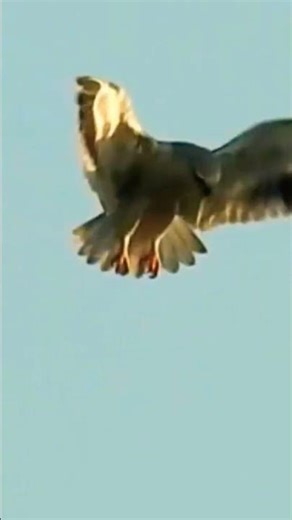 Black-shouldered Kite Hovering Mid-air