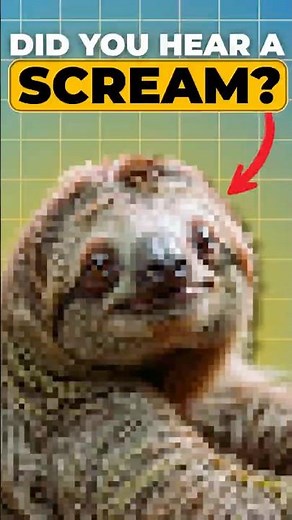 Why Do Sloths Scream For Love?