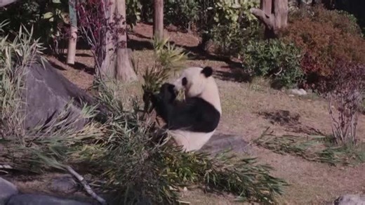 Japan bids farewell to giant pandas as pair depart for China