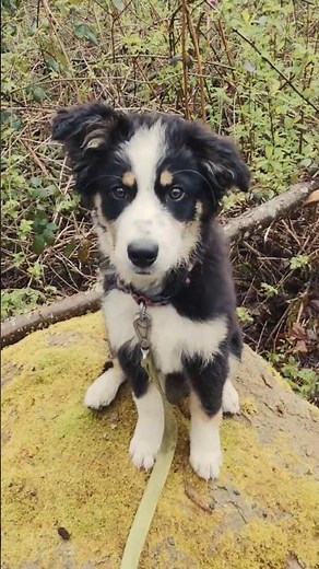 Puppy Border-Aussie rock jumping training
