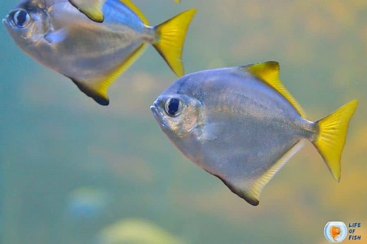 Pomfret Fish | 25 Super Important Facts For Beginners |