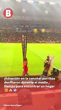 ¡El medio tiempo más tierno! perritos en adopción desfilaron en un estadio de méxico 🥹🐶⚽❤️