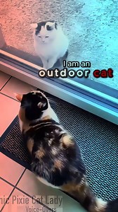 Hello my familovelies! Here is a small compilation of some of my shorts. . I pretend cats can talk. It makes me happy. I hope it makes you happy too 💜 To those who don't know me, let me introduce myself! I am the Manic Pixie Cat Lady, and I am here to present some hilarious, heartwarming, feline, adorable-ness, with genuine voice-over comedy fun! This began as a silly project to try and give myself something to laugh about every day. Now, my mission is to help you find that laugh or smile that 