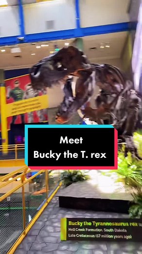 Meet Bucky the teenage T. rex 🦖 #Trex #Dinosaur #ChildrensMuseum #Indianapolis #Fossils