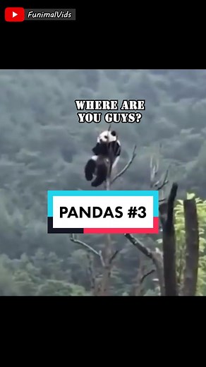 Hilarious Panda Backflip Compilation