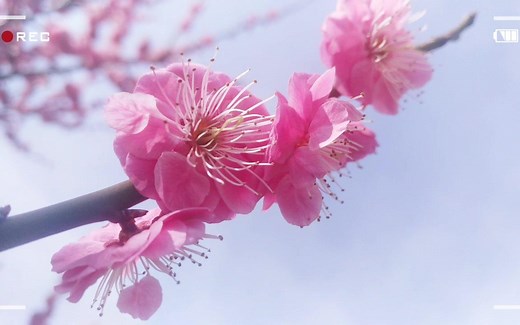 【powerdirector手机版剪辑】第一次尝试在手机上剪辑视频，发现基本的日常视频调色剪辑手机也可以完成，挺方便的