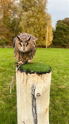 183 reactions · 6 comments | Autumn the long eared owl being put...