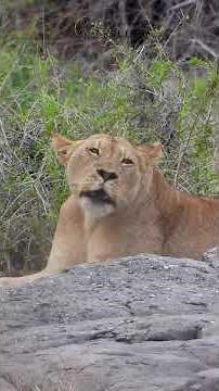Lioness gently roars