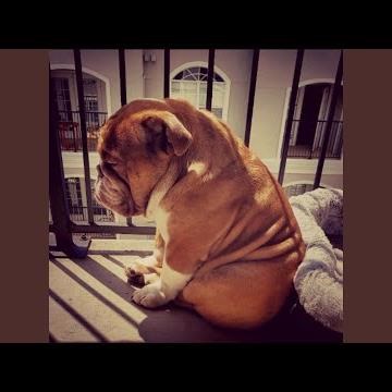 Talentless freestyle