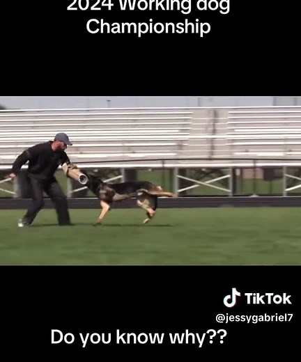 German Shepherd IGP Dog Training: Arm Pull Off Explained