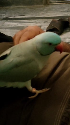 World's Smartest Talking Parrot Kiwibeta 🔥🦜