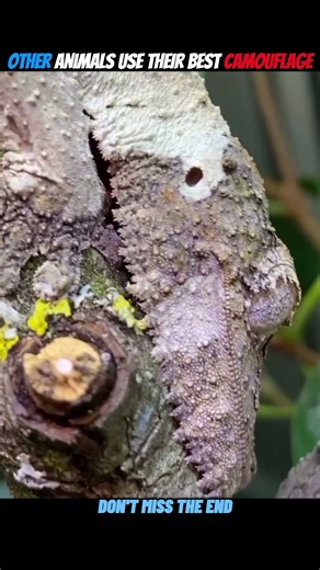 Camouflage in Nature – Wait for the Unbelievable Final Moment#trending #animals #camouflage #shorts