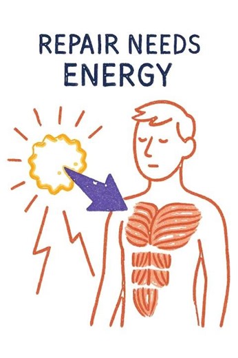 Your Body Repairs Less Before You Notice. #CellRepair #AgingProcess #Biology #PeptidesExplained