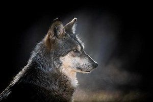 5.9K views · 135 reactions | Who’s afraid of the big bad wolf? That...