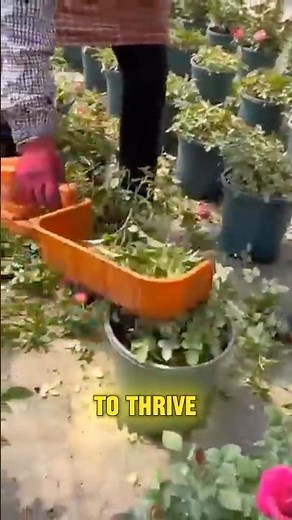 Remove BLACK SPOTS On Rose Leaves With THIS Cutter!