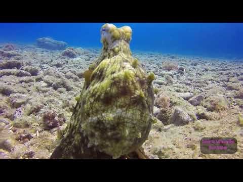 Octopus Light Language | Multidimensional Clearing & Planetary Evolution Activation